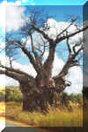 Baobab-tree-only-grows-in-Africa.jpg (91740 bytes)