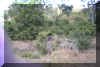 Zebras-in-the-bush.jpg (53170 bytes)